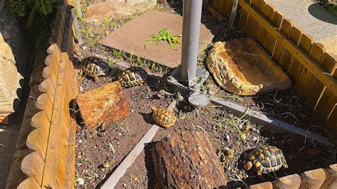 where to keep metal tortoise in house|where to place tortoise in house.